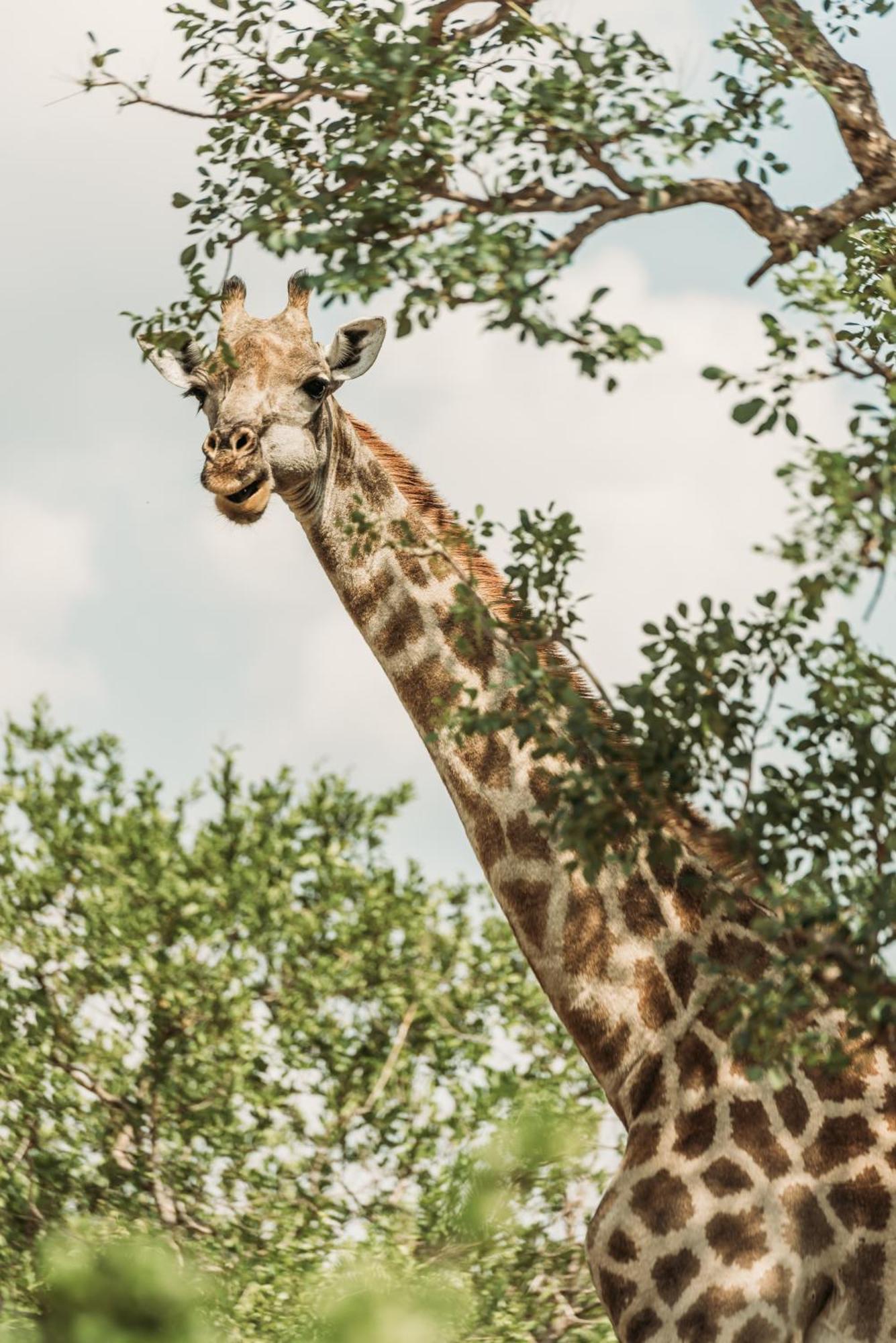 Maroelani Lodge- Greater Kruger Private Reserve 侯斯普瑞特 外观 照片