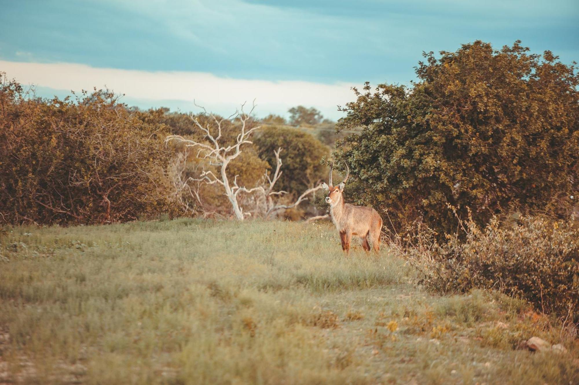 Maroelani Lodge- Greater Kruger Private Reserve 侯斯普瑞特 外观 照片