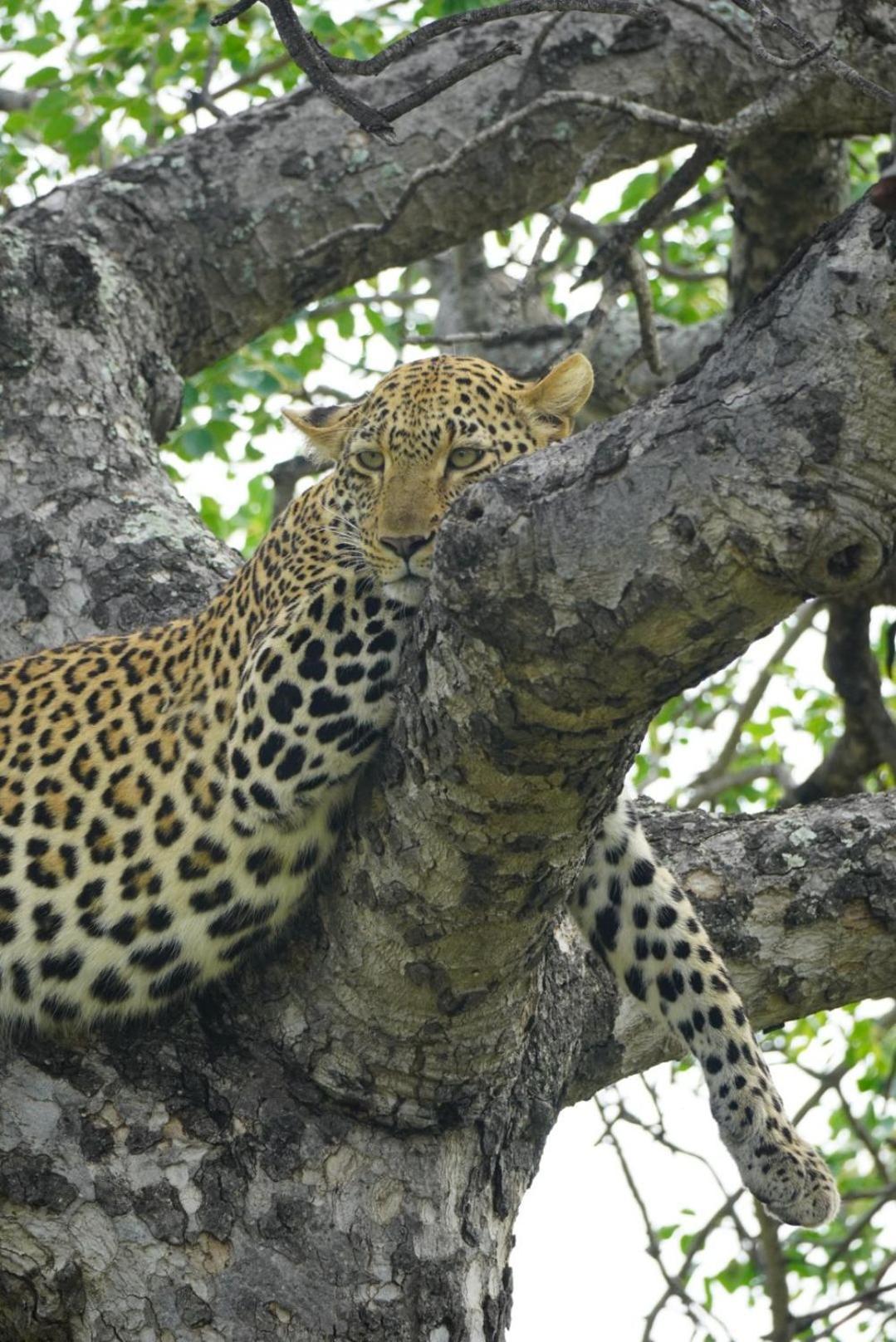 Maroelani Lodge- Greater Kruger Private Reserve 侯斯普瑞特 外观 照片