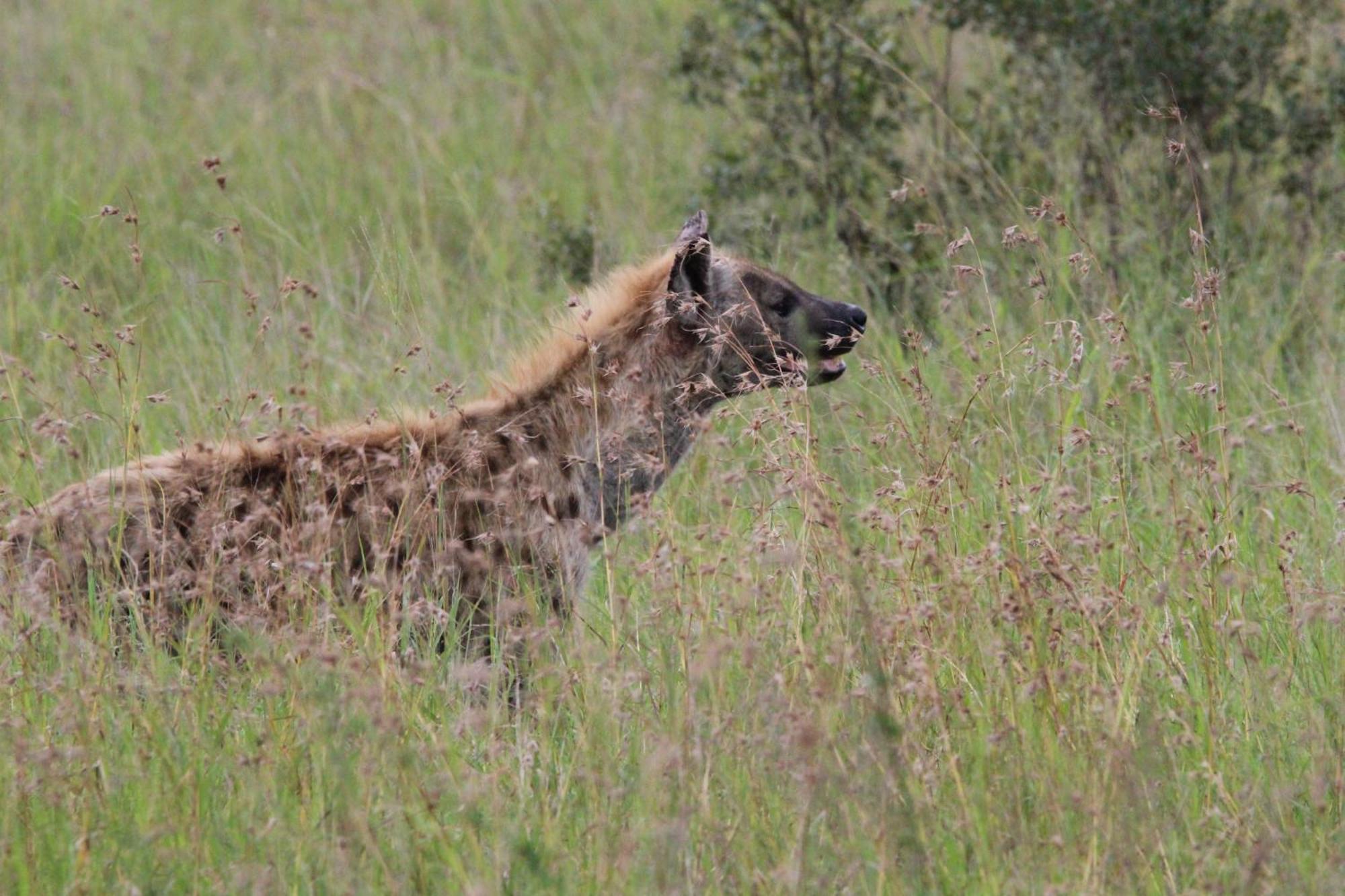 Maroelani Lodge- Greater Kruger Private Reserve 侯斯普瑞特 外观 照片